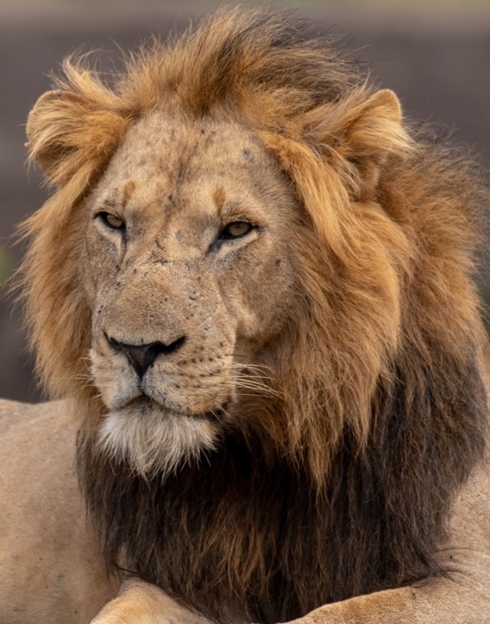 The lions exhibit extraordinary animal behavior while in the wild