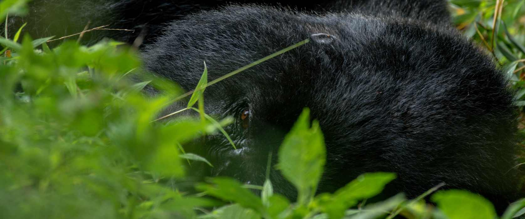 11 Days 10 Nights Gorilla Trekking Tour in Uganda