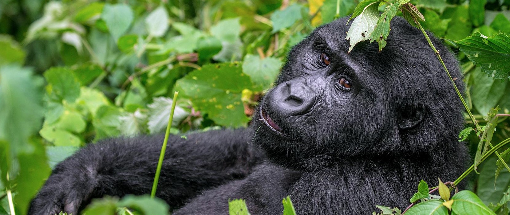 1 Day Gorilla Trekking Safari Tour
