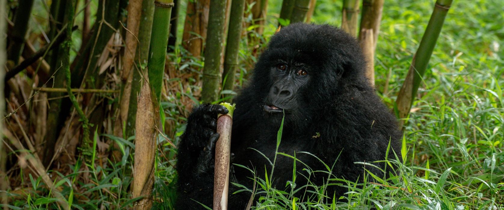 2 Day Rwanda Gorilla Tracking Tour