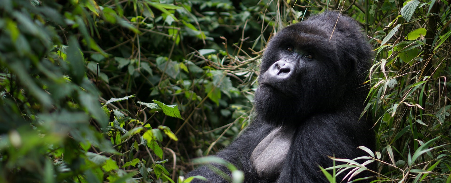 2 Days Rwanda Gorilla Trekking Safaris