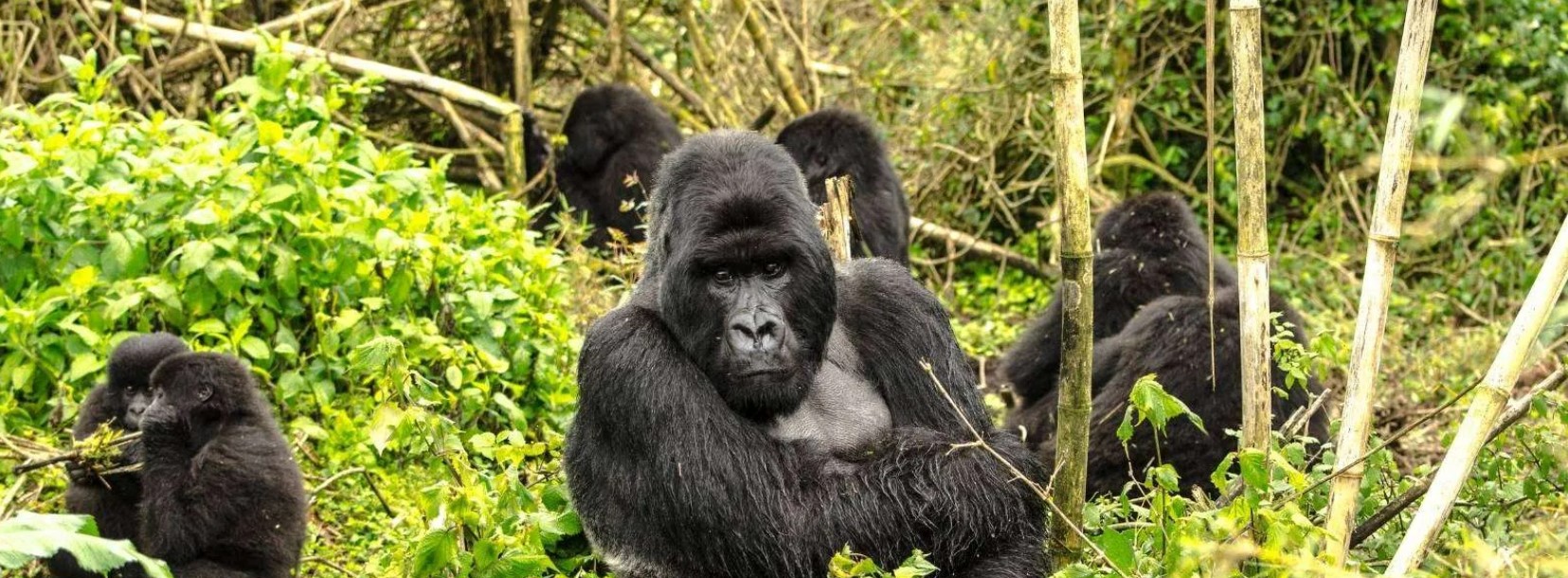 3 Day Rwanda Gorilla Trekking And Lake Kivu Safari