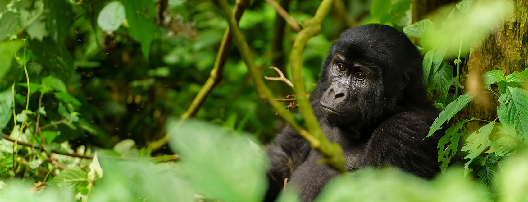 3 Days Gorilla Habituation Safari Experience