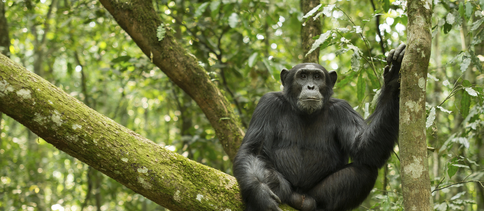 7 Days 6 Nights Uganda Primate and Wildlife Safari