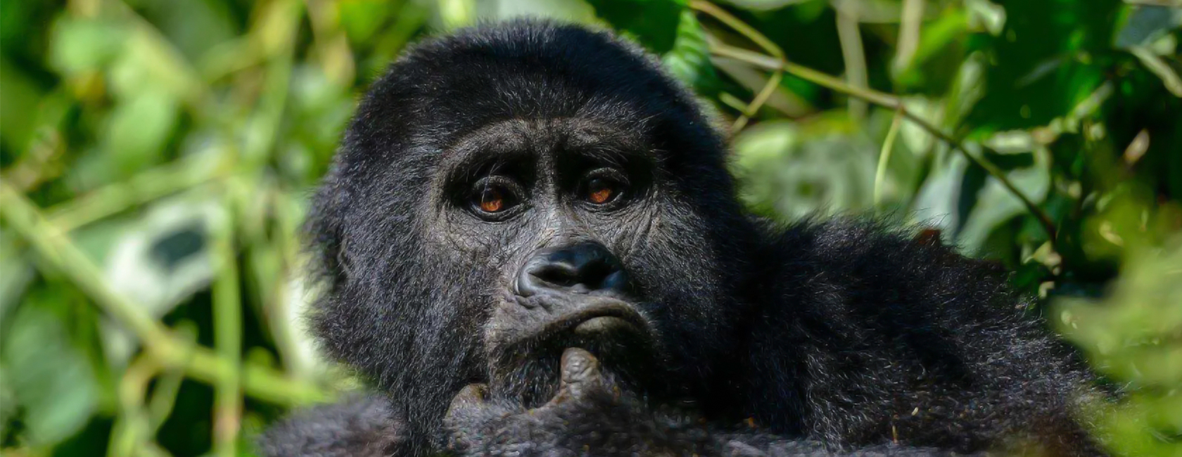 7 Days Bwindi Gorillas Uganda and Serengeti Wildlife Safari
