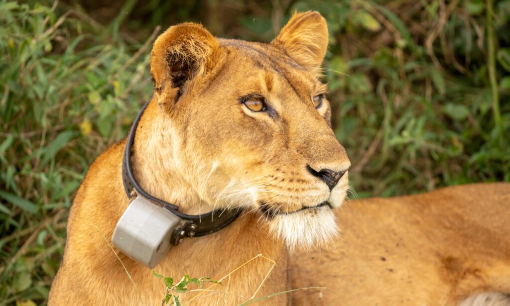 A Game Drive Through Queen Elizabeth National Park