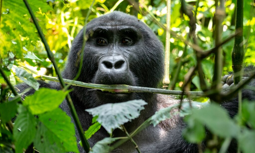 A Trip To Bwindi Impenetrable National Park
