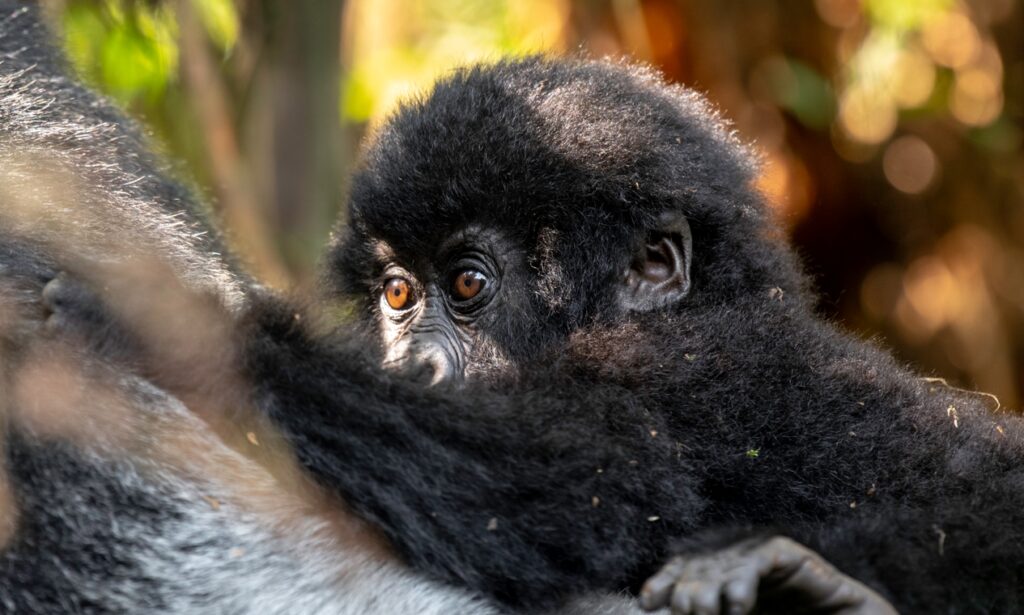 Best Time For Gorilla Trekking