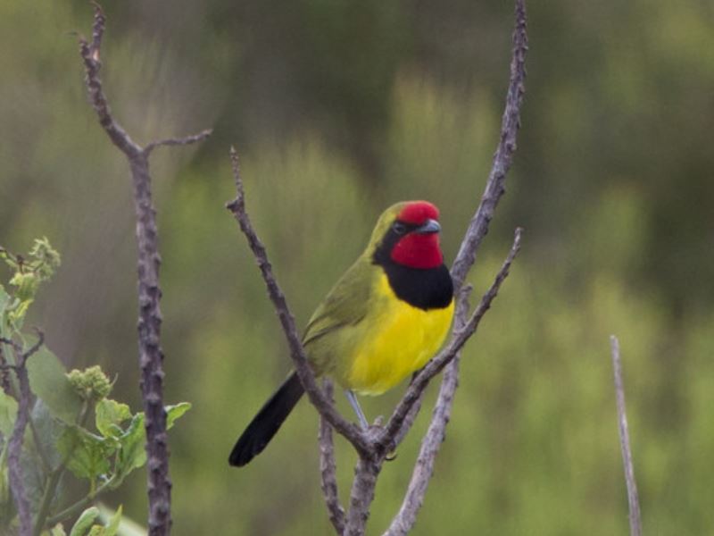 Doherty’s Bush shrike relaxing for the next move