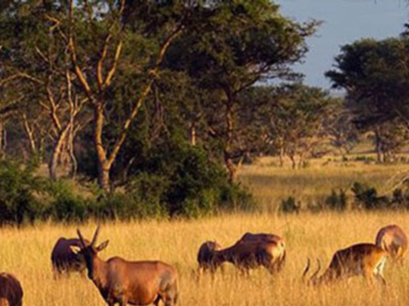 Game Drive Through Queen Elizabeth