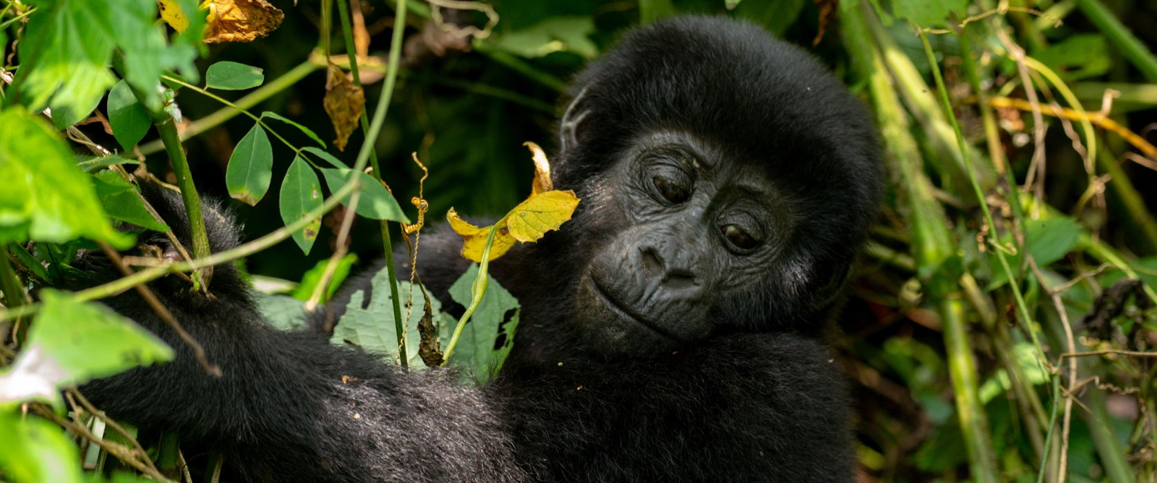 Gorilla Habituation Experience Road Tour