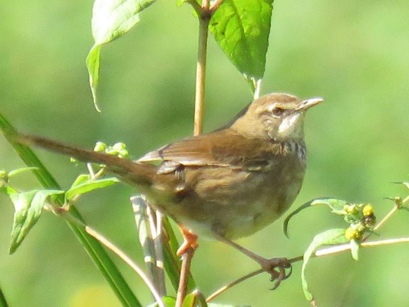 Grauer’s swamp warbler in Bwindi Impenetrable National Park
