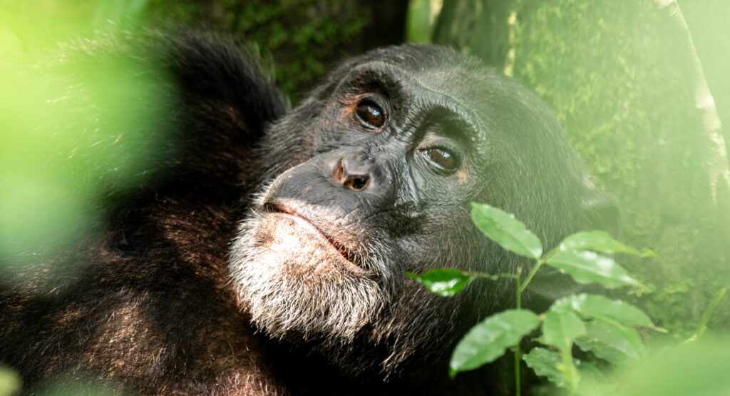 Kibale Forest National Park - Primate Capital