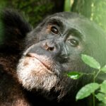 Kibale Forest National Park - Primate Capital