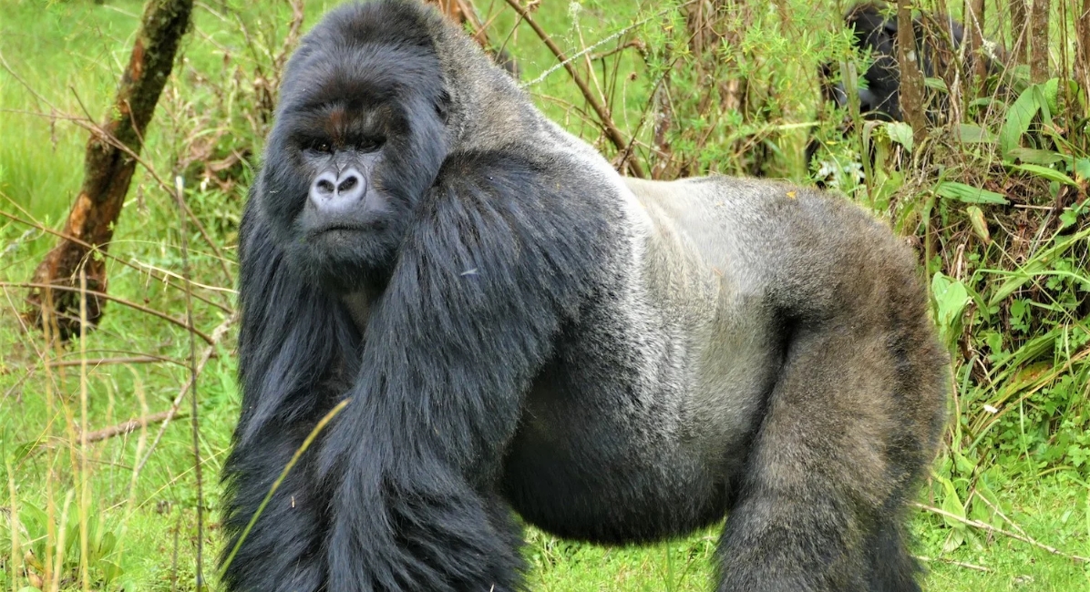 Mighty Silverback