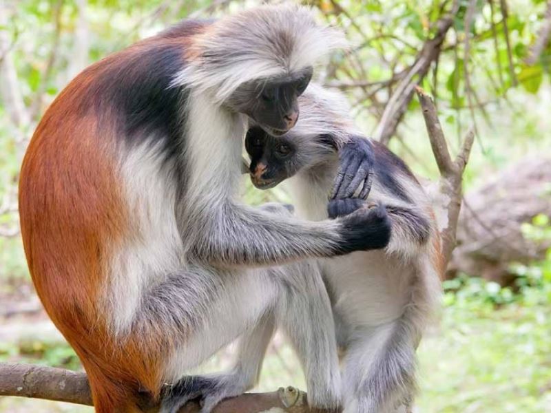 Red colobus monkey grooming the young one