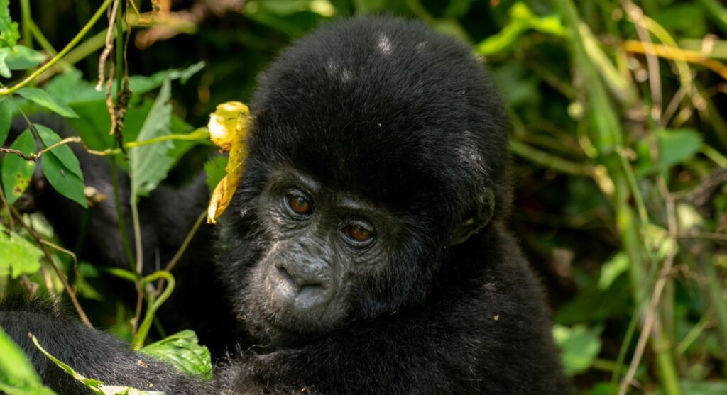 Rwanda As A Tourism Destination