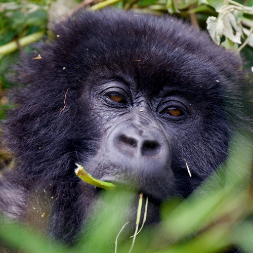 Rwanda’s Gorilla Trekking And Culture Safari
