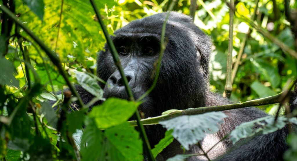 Uganda And Rwanda Exclusive Gorilla Trekking Tours