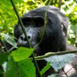 Uganda And Rwanda Exclusive Gorilla Trekking Tours