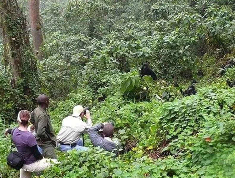 Uganda And Rwanda Gorilla Tours