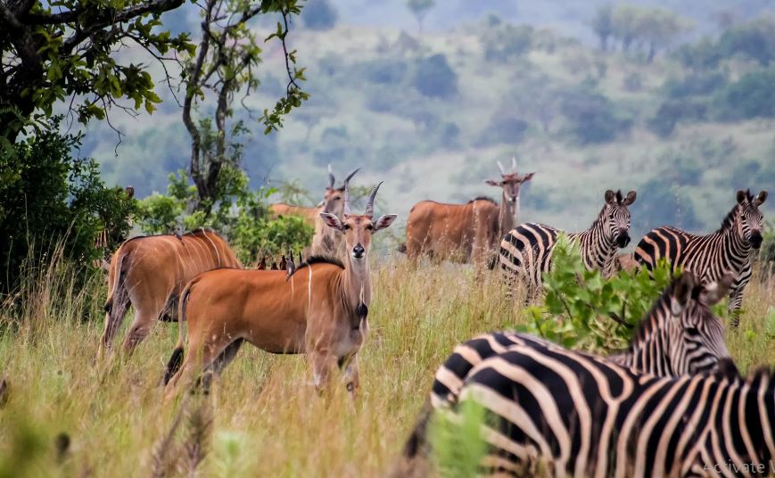 Wildlife viewing in Akagera national park