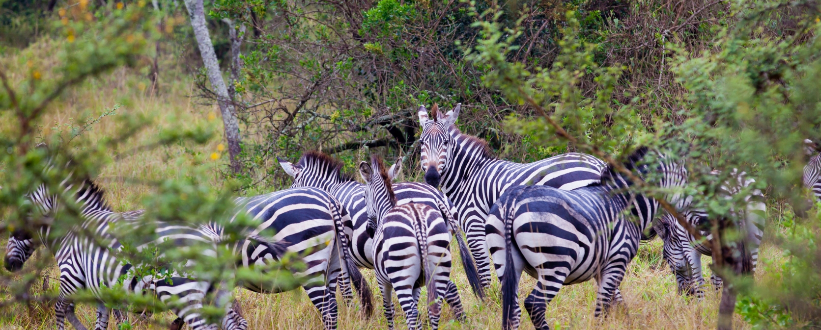 2 days Adventure To Lake Mburo National Park