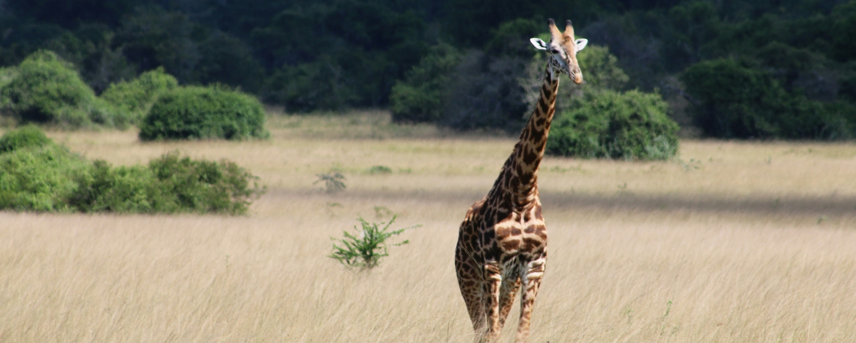3 Days Rwanda Safari is a short Gorilla Trekking tour and wildlife safaris