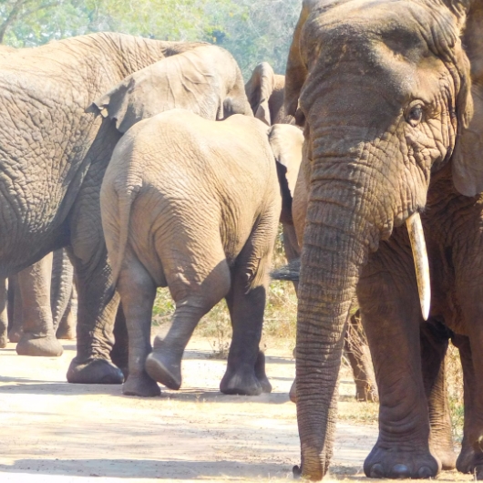 3 Days Rwanda Safari is a short Gorilla Trekking tour and wildlife safaris