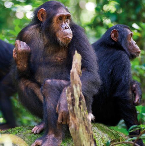 3days chimpanzee trekking in Rwanda Nyungwe National Park