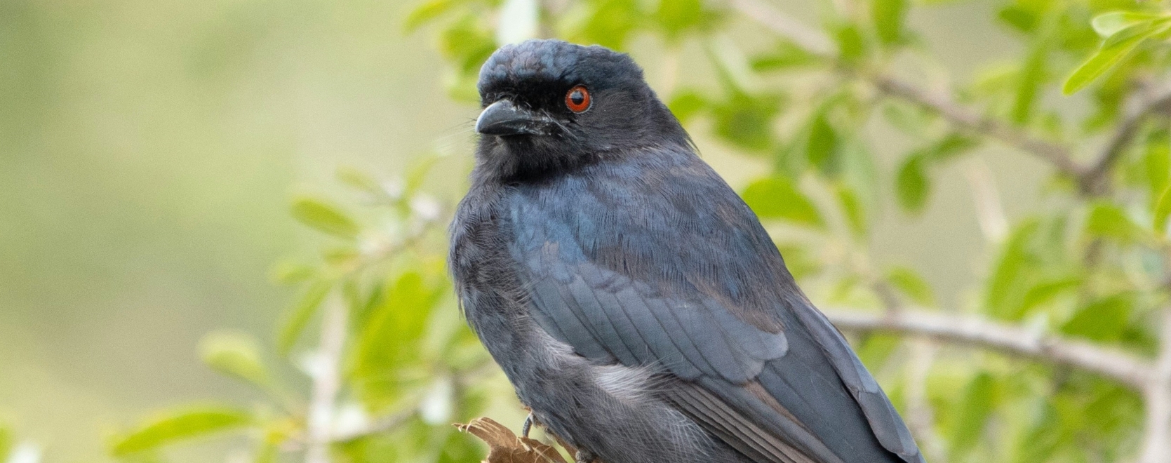 6 days birding safari in Kenya
