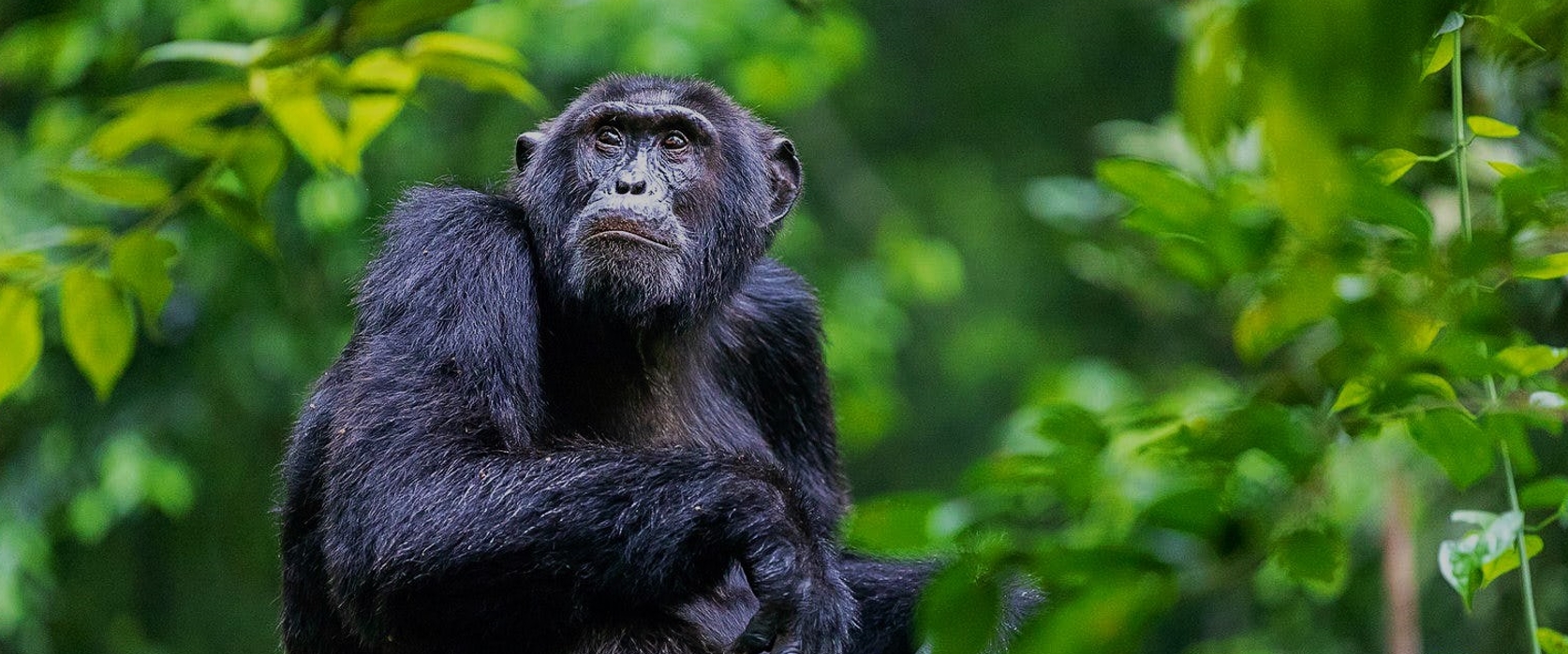7 Days Primate and Nature Encounter in Uganda