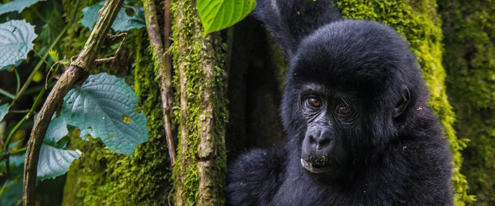 8days trekking and hiking in Uganda