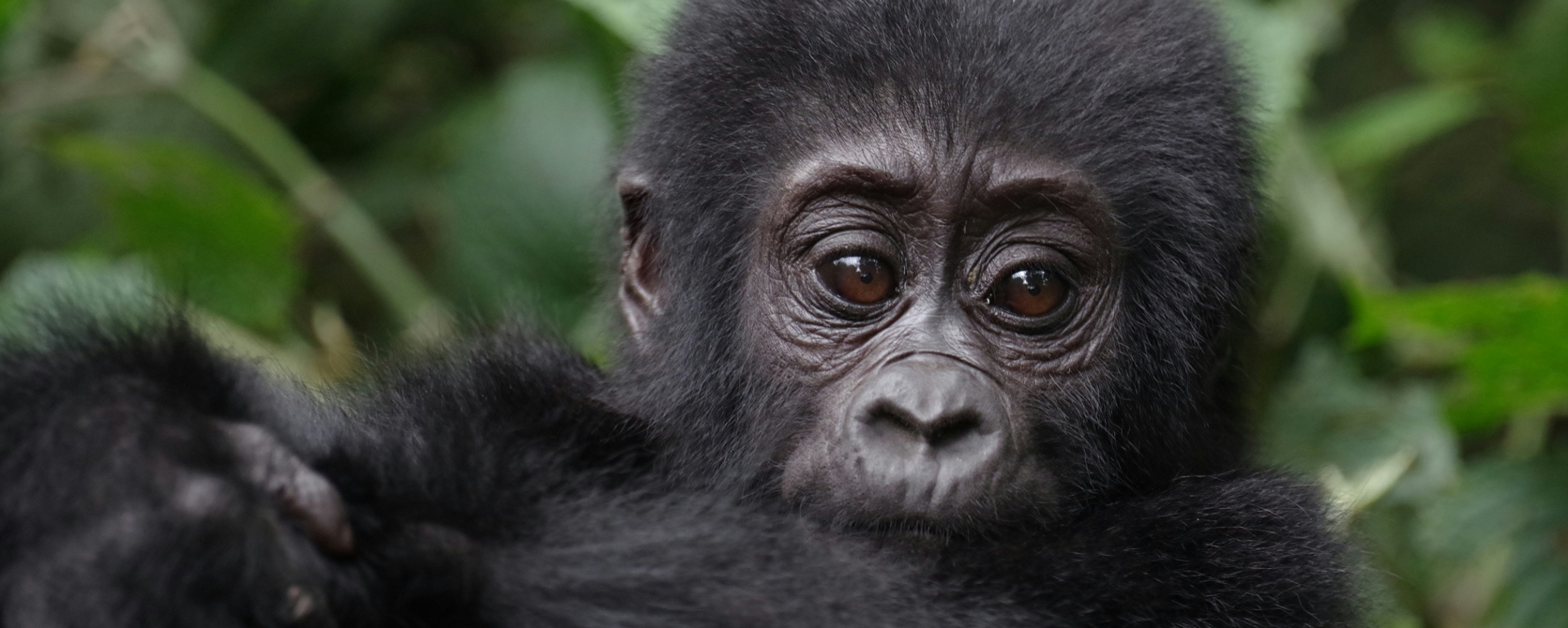 9 Days Rwanda Best Safari takes you for a Rwanda wildlife safaris tour