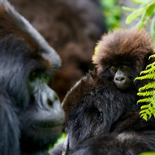 9 Days Rwanda Best Safari takes you for a Rwanda wildlife safaris tour