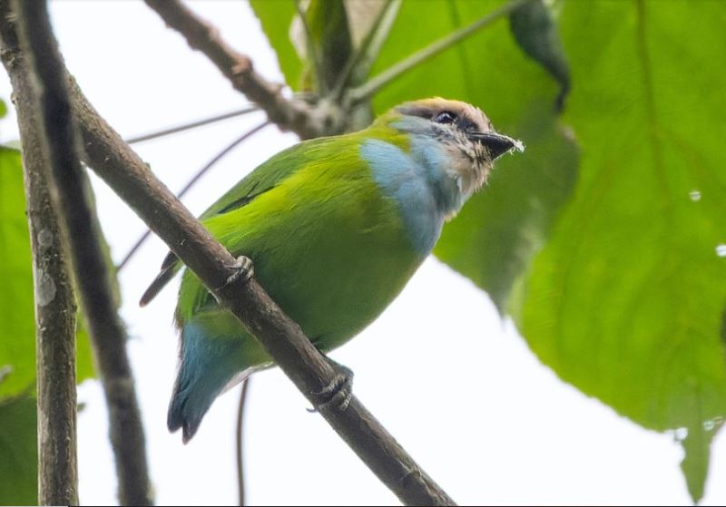 African Green Broadbill in Bwindi Impenetrable National Park
