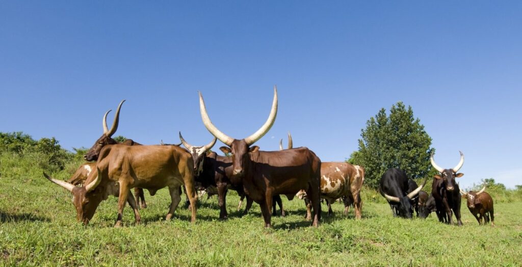 Ankole cows in Western Uganda