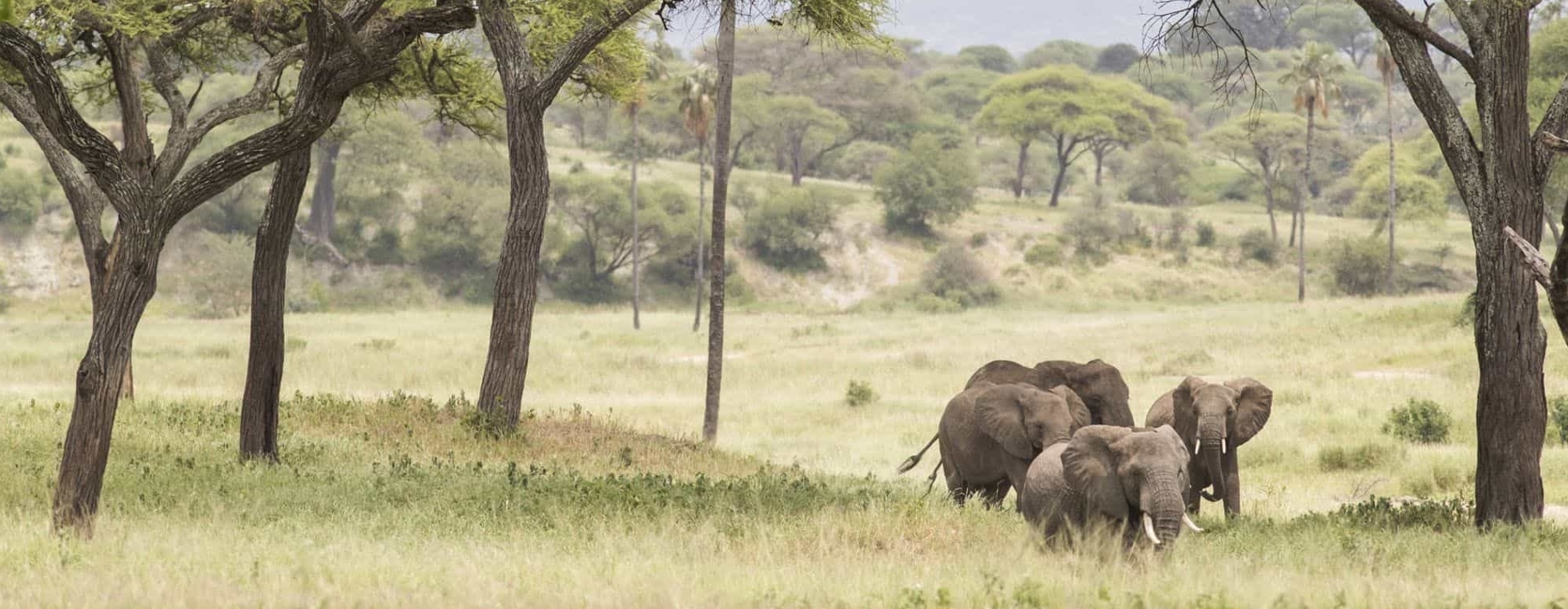 Appreciations for choosing your 3days Kenya adventure with Beyond sight safaris