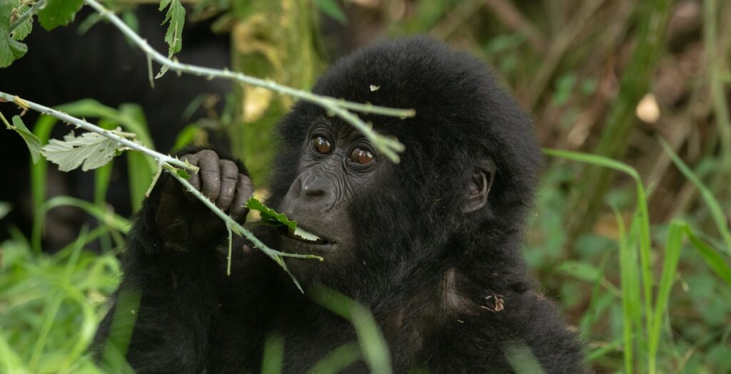 Best time for gorilla tracking