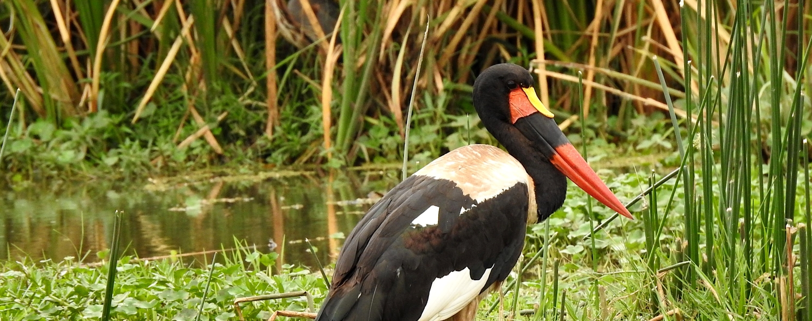 3 days birding safari in Kenya