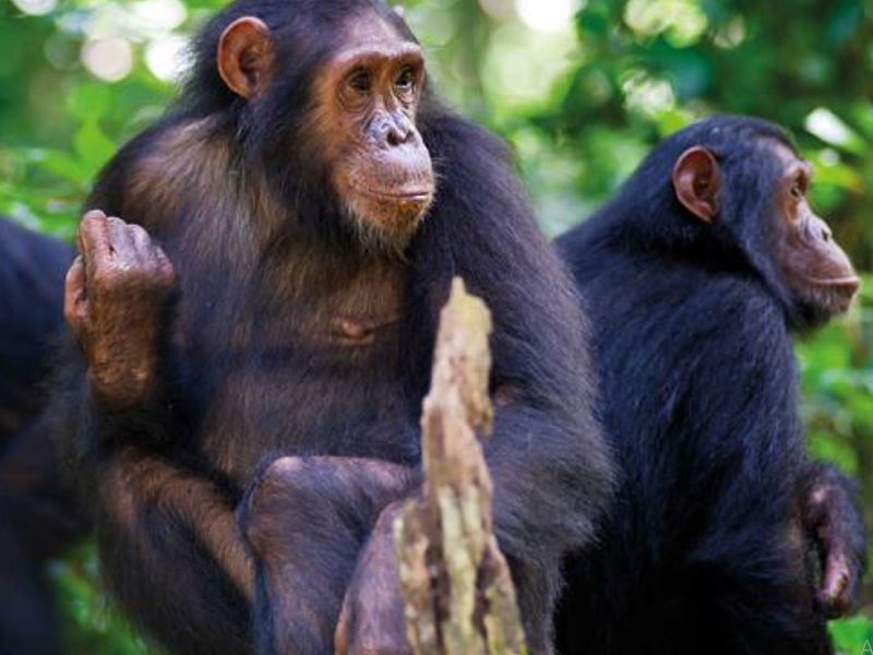 Chimpanzees from Kibale National park