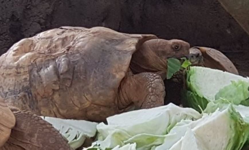 Enjoy viewing reptiles in Uganda Reptile Village Entebbe