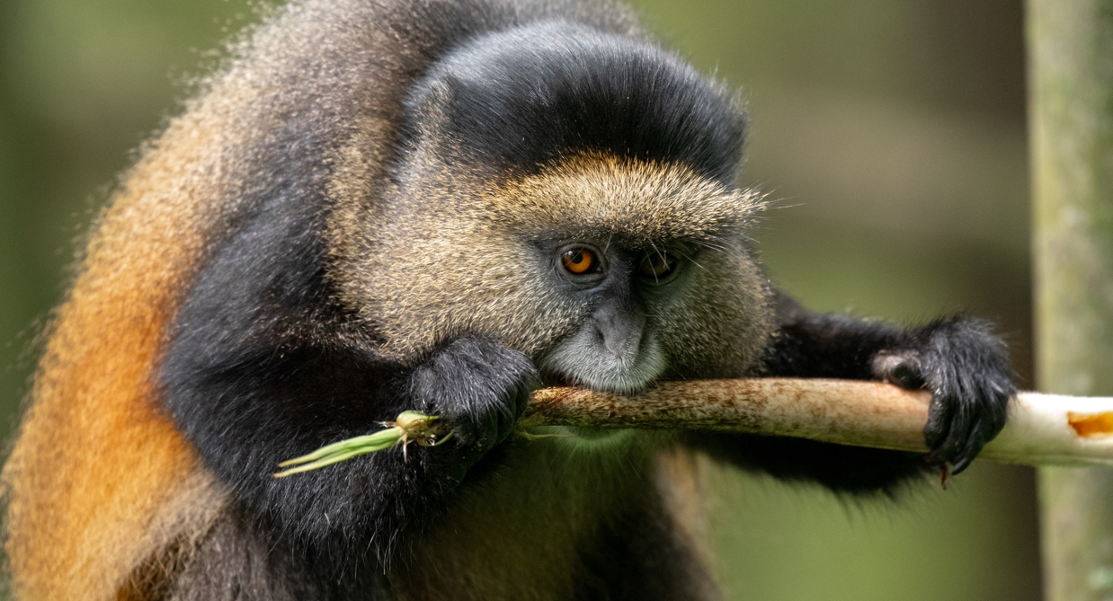 Experience the Uganda’s Golden Secret Where Silver Meets Gold
