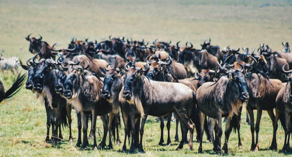 Explore Maasai Mara Game Reserve In Kenya
