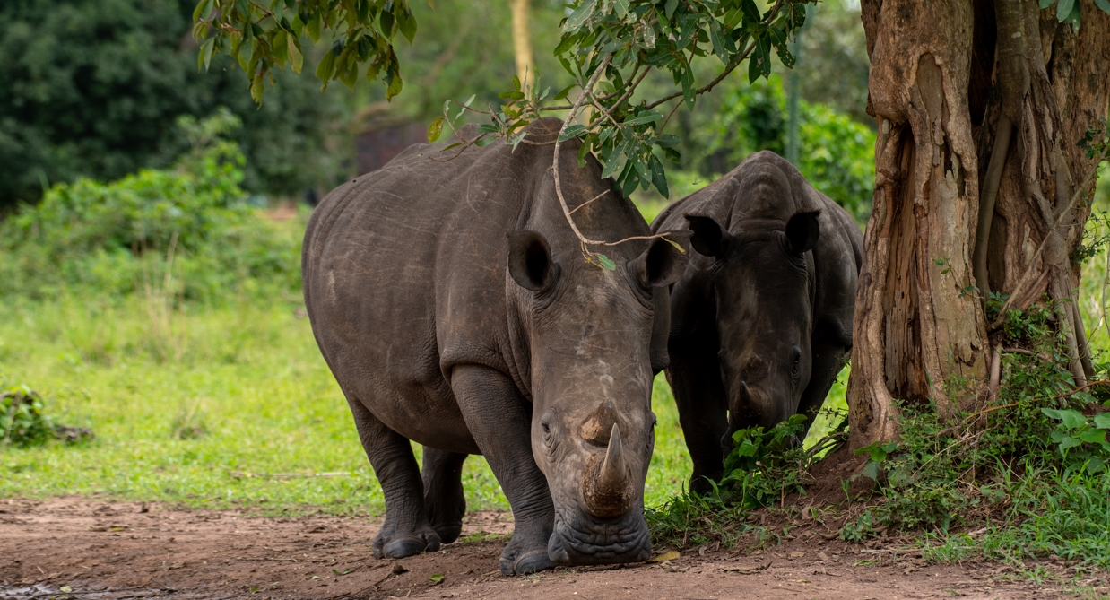 Explore Ziwa Rhino Sanctuary, a breeding ground for African Rhinos