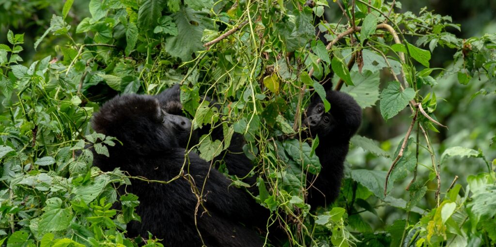 Fighting for dominance is a very common thing among the gorillas, its the thing that make the silver back gorilla to earn respect from the female gorillas, gain strength and expand on the family. Fighting for dominance it’s a thing that is always done occasionally among the gorillas, the males always beat their chest so as to show to the others that they are stronger than them. They can charge, break down trees and destroy things around them in order to show that they are the one in control. They use vocals as another way of communication and braveness, its a very in interesting experience watching the gorillas fight though it’s not for the faint hearted since in the process they don’t care for whoever around them and they can hurt themselves so badly to the point of death if one cannot give up even when defeated. Why do they fight It’s just the nature of the gorillas to fight, most of them grow with that in mind. That’s why they have to prepare themselves physically in order to face whatever thing that come across their way. Others fight in order to get more women from other groups and expand on their family. Even in the families, the gorillas fight in order to take up leadership in the family because in the family, the most powerful gorilla is the one that take up leadership and his decisions are finally. The leader is the only one that is allowed to mate the female gorillas in the family. What happens to the defeated silverback? The defeated silver back either becomes submissive or is made to leave the group and starts to live a lonely life as a bachelor and deserted gorilla. Others go and train and later comes back for confrontation. However, some family split and they follow the silver back of their choice. How do they take the male born baby? The silverback always takes the male born child as the threat to them because they know that when they grow up they will over throw them. The female gorillas can cross from one group to another but the male gorillas cannot do that in case they do so, they can be chased away, they rather start living a lonely life in case they cannot fit in their family. Other male gorillas can move away with the few females that they love in order to start up their own family. Most male gorillas don’t like to be challenged because any sign of defeat shows that they are weak and make them to even loose the females around them since every female gorilla would love to be protected by the strong male gorilla. The silver back gorillas are always happy when female gorillas produce a baby girl since that marks the increase of wives for him. What makes the gorillas dominant The male gorilla becomes dominant once it develops the silver hair and registers a success in the battle. The silver hair is the sign of maturity in the gorillas. When they develop the silver hair, this thing forces them to go for confrontation either with their father or another family. In the way that the one that wins the battle takes over the family. If the gorilla loses in the battle, he has to be submissive to the dominant gorilla or move away from the family in order to live a lonely life. Others can choose to move away in order to prepare and come back to fight when they feel that they are stronger. Being with very many ladies around you is also a sign of dormancy in the gorillas and the dominant gorilla is the one that always leads the others. Is cheating allowed Cheating is not allowed among the gorillas, it’s only the dominant silver back that is allowed to mate and whoever is found cheating is punished or chased away from the family. Though you know as it is in human, it is not possible for the black back to stay without mating and yet they are watching the silverback enjoy, so they are so wise in the way that they hide and mate the females whenever they feel like without the notice of the silver back. What is so interesting about the gorillas Everything about the gorillas is so interesting, watching the mother breast feed the young ones, watching her carry the baby either on her back or on her belly is so funny. Watching the young ones play so happily while smiling and laughing is mind blowing. Watching the male gorillas fight for dominancy is also a very interesting thing and watching either the male groom the female or the female groom the male is so amazing. Get prepared to have the best gorilla tracking experience with Beyond Sight Safari. Where can one track the gorillas from One can track the gorillas in Uganda from Bwindi impenetrable national park in any of the sectors. You can as well track gorillas from Mgahinga gorilla national park at a cost of $800 for foreign nonresident, $700 foreign resident. Book your trip with Beyond sight safari for a memorable experience.