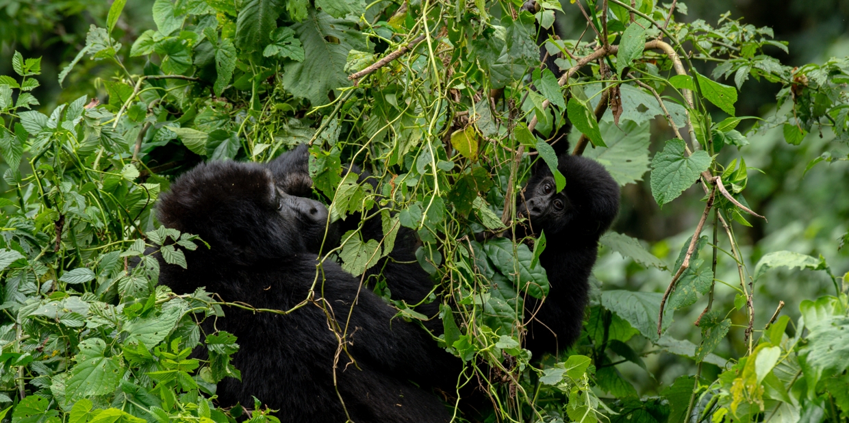 Fighting for dominance is a very common thing among the gorillas, its the thing that make the silver back gorilla to earn respect from the female gorillas, gain strength and expand on the family. Fighting for dominance it’s a thing that is always done occasionally among the gorillas, the males always beat their chest so as to show to the others that they are stronger than them. They can charge, break down trees and destroy things around them in order to show that they are the one in control. They use vocals as another way of communication and braveness, its a very in interesting experience watching the gorillas fight though it’s not for the faint hearted since in the process they don’t care for whoever around them and they can hurt themselves so badly to the point of death if one cannot give up even when defeated. Why do they fight It’s just the nature of the gorillas to fight, most of them grow with that in mind. That’s why they have to prepare themselves physically in order to face whatever thing that come across their way. Others fight in order to get more women from other groups and expand on their family. Even in the families, the gorillas fight in order to take up leadership in the family because in the family, the most powerful gorilla is the one that take up leadership and his decisions are finally. The leader is the only one that is allowed to mate the female gorillas in the family. What happens to the defeated silverback? The defeated silver back either becomes submissive or is made to leave the group and starts to live a lonely life as a bachelor and deserted gorilla. Others go and train and later comes back for confrontation. However, some family split and they follow the silver back of their choice. How do they take the male born baby? The silverback always takes the male born child as the threat to them because they know that when they grow up they will over throw them. The female gorillas can cross from one group to another but the male gorillas cannot do that in case they do so, they can be chased away, they rather start living a lonely life in case they cannot fit in their family. Other male gorillas can move away with the few females that they love in order to start up their own family. Most male gorillas don’t like to be challenged because any sign of defeat shows that they are weak and make them to even loose the females around them since every female gorilla would love to be protected by the strong male gorilla. The silver back gorillas are always happy when female gorillas produce a baby girl since that marks the increase of wives for him. What makes the gorillas dominant The male gorilla becomes dominant once it develops the silver hair and registers a success in the battle. The silver hair is the sign of maturity in the gorillas. When they develop the silver hair, this thing forces them to go for confrontation either with their father or another family. In the way that the one that wins the battle takes over the family. If the gorilla loses in the battle, he has to be submissive to the dominant gorilla or move away from the family in order to live a lonely life. Others can choose to move away in order to prepare and come back to fight when they feel that they are stronger. Being with very many ladies around you is also a sign of dormancy in the gorillas and the dominant gorilla is the one that always leads the others. Is cheating allowed Cheating is not allowed among the gorillas, it’s only the dominant silver back that is allowed to mate and whoever is found cheating is punished or chased away from the family. Though you know as it is in human, it is not possible for the black back to stay without mating and yet they are watching the silverback enjoy, so they are so wise in the way that they hide and mate the females whenever they feel like without the notice of the silver back. What is so interesting about the gorillas Everything about the gorillas is so interesting, watching the mother breast feed the young ones, watching her carry the baby either on her back or on her belly is so funny. Watching the young ones play so happily while smiling and laughing is mind blowing. Watching the male gorillas fight for dominancy is also a very interesting thing and watching either the male groom the female or the female groom the male is so amazing. Get prepared to have the best gorilla tracking experience with Beyond Sight Safari. Where can one track the gorillas from One can track the gorillas in Uganda from Bwindi impenetrable national park in any of the sectors. You can as well track gorillas from Mgahinga gorilla national park at a cost of $800 for foreign nonresident, $700 foreign resident. Book your trip with Beyond sight safari for a memorable experience.