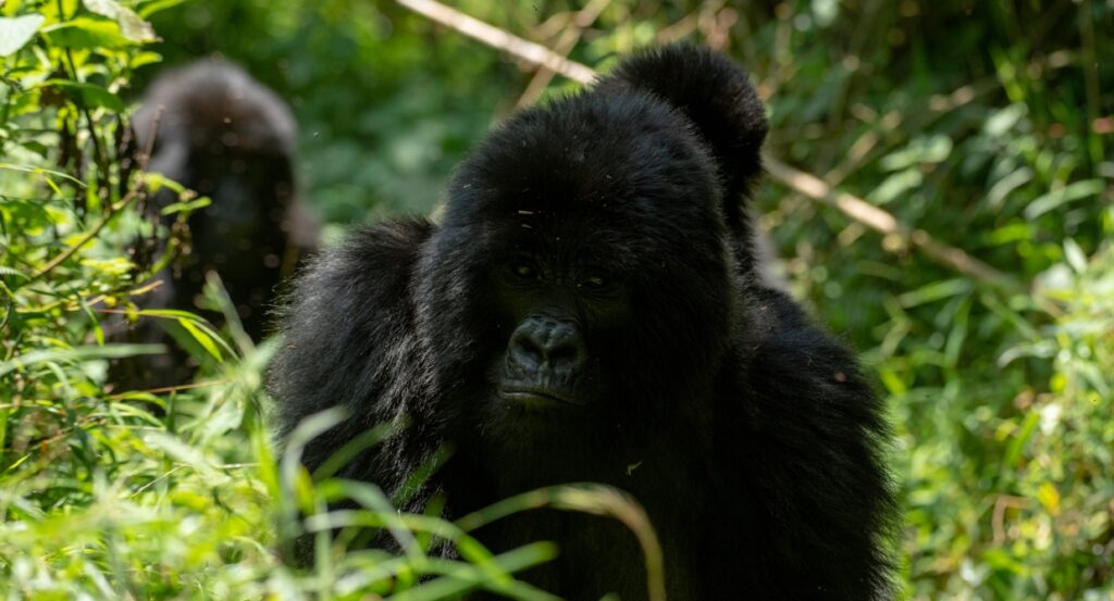 Gorilla habituation experience in Rushaga sector