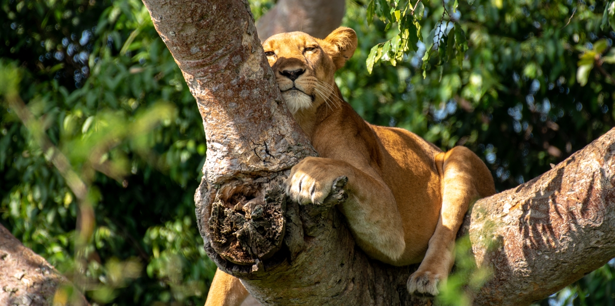 Ishashas Tree climbing lions Ugandas Unique Safari Experience