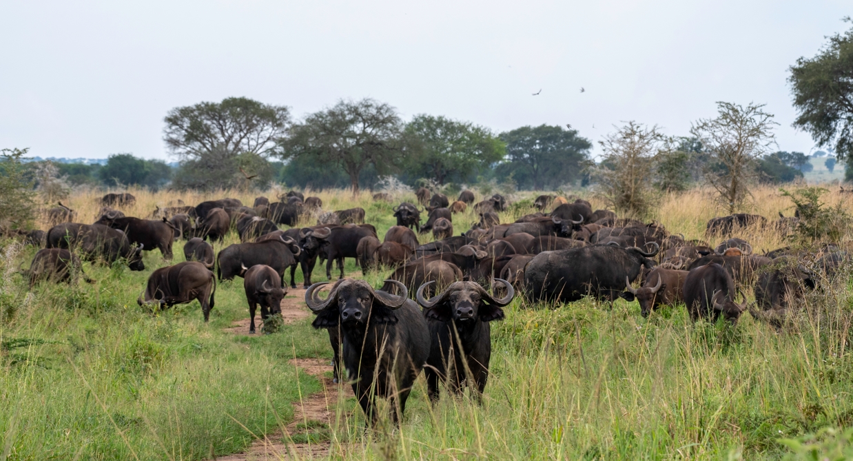 Buffaloes in Kidepo valley National Park